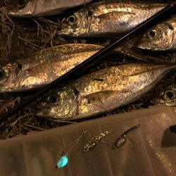 中アジ一本勝負